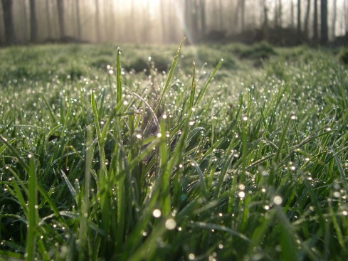 Dew glistening on grass - Spring 2008